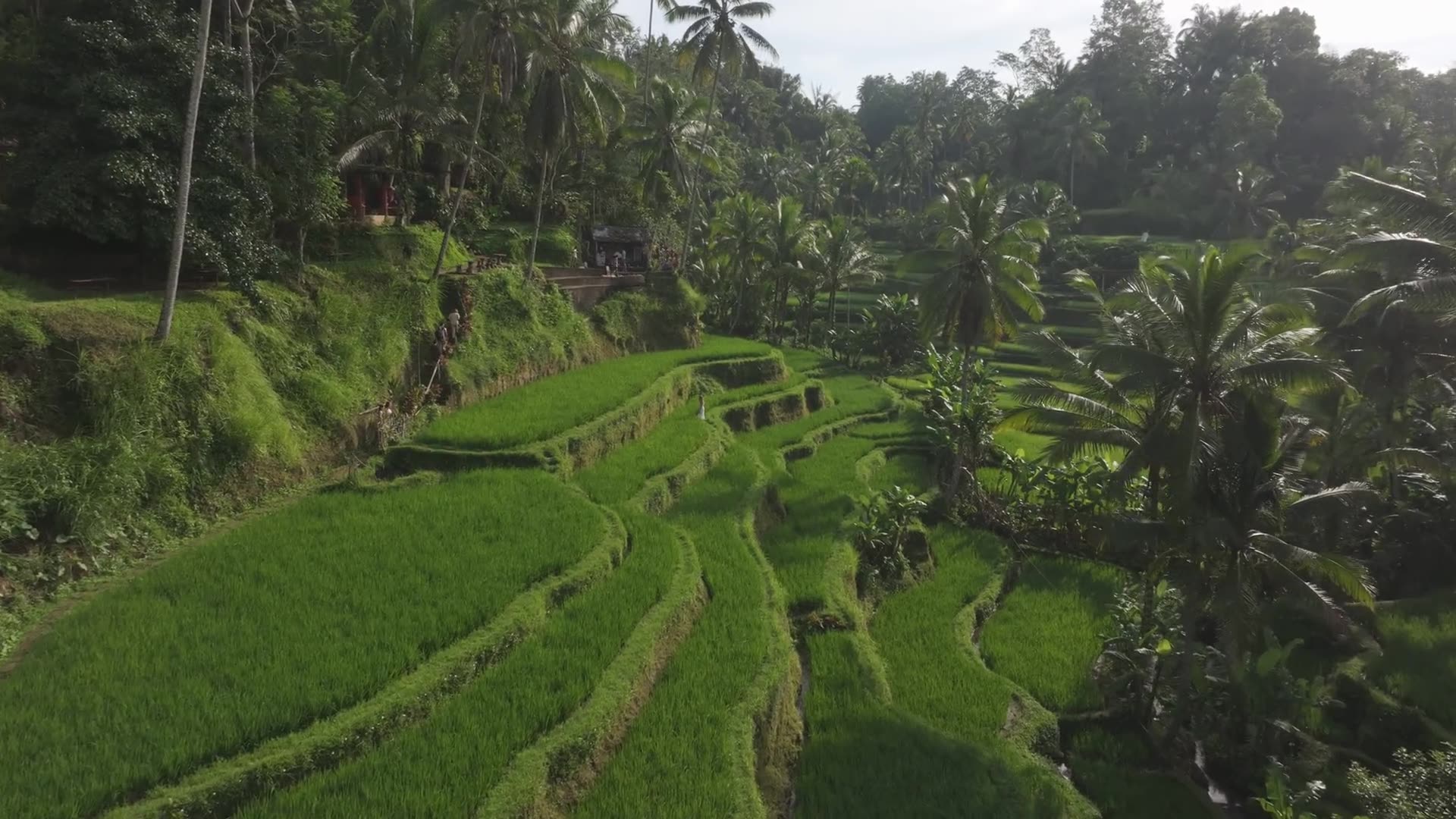 A rice terrace in Tegalalang, Bali, at quiet light