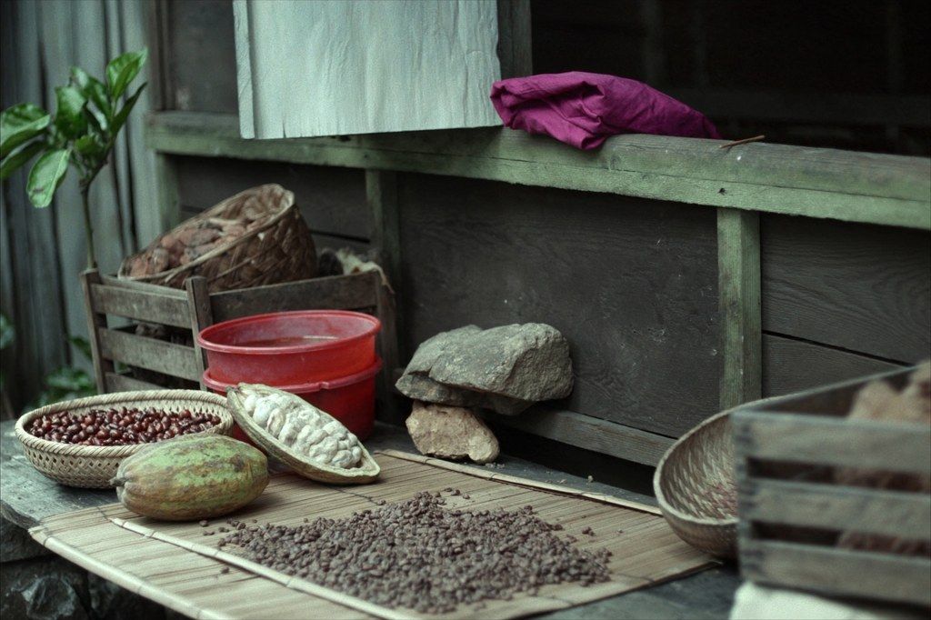 Coffee cherries and cacao pods in the Bali highlands